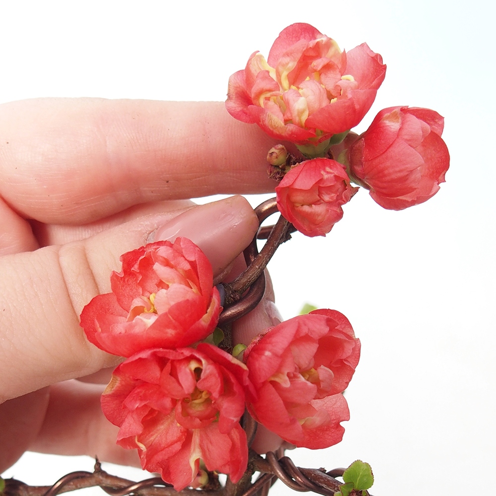 Outdoor bonsai - Chaneomeles s. Red Joy - Pigwa