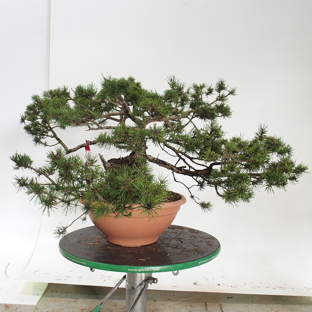 Yamadori - Pinus sylvestris Hiszpania