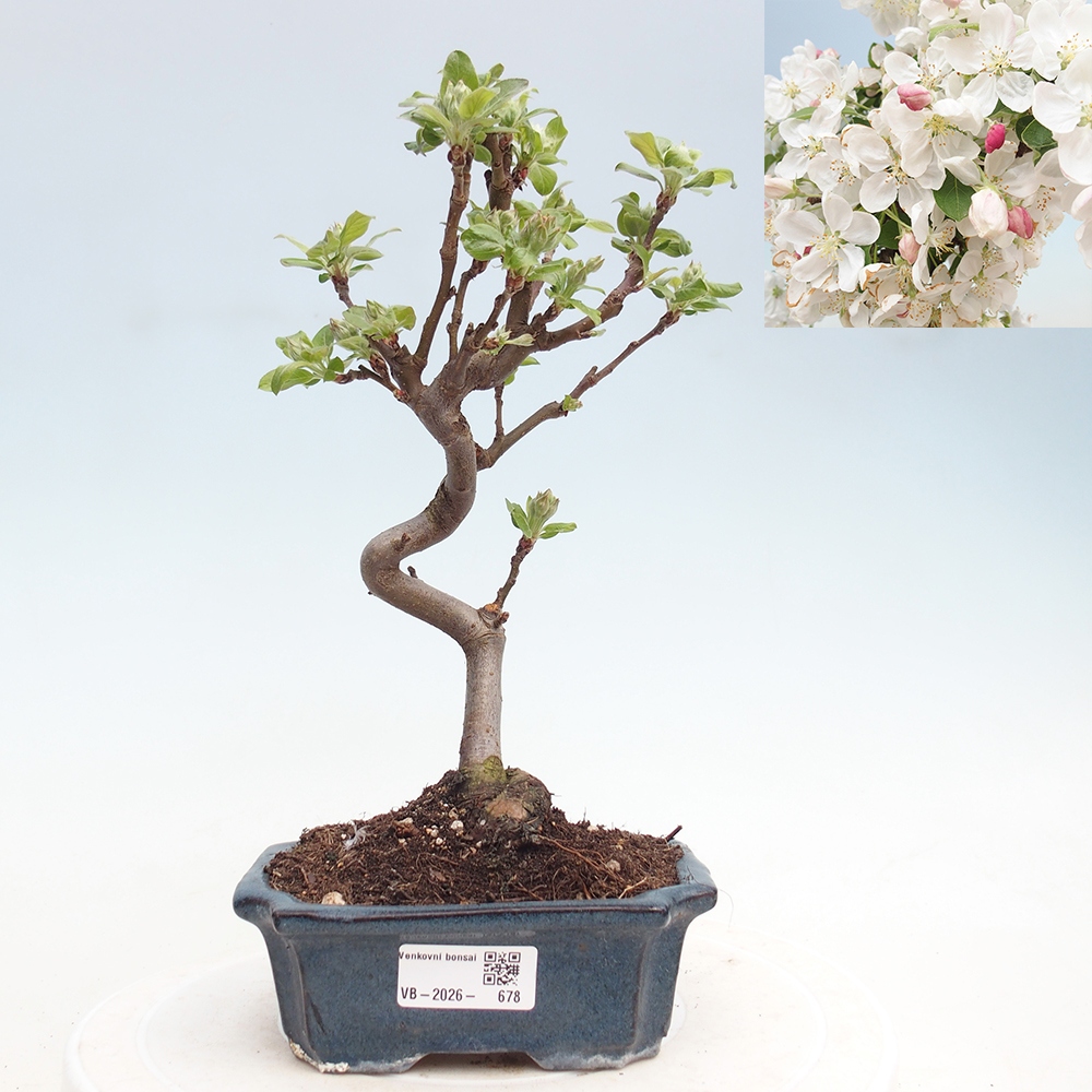 Outdoor bonsai - Malus halliana - Jabłoń drobnoowocowa