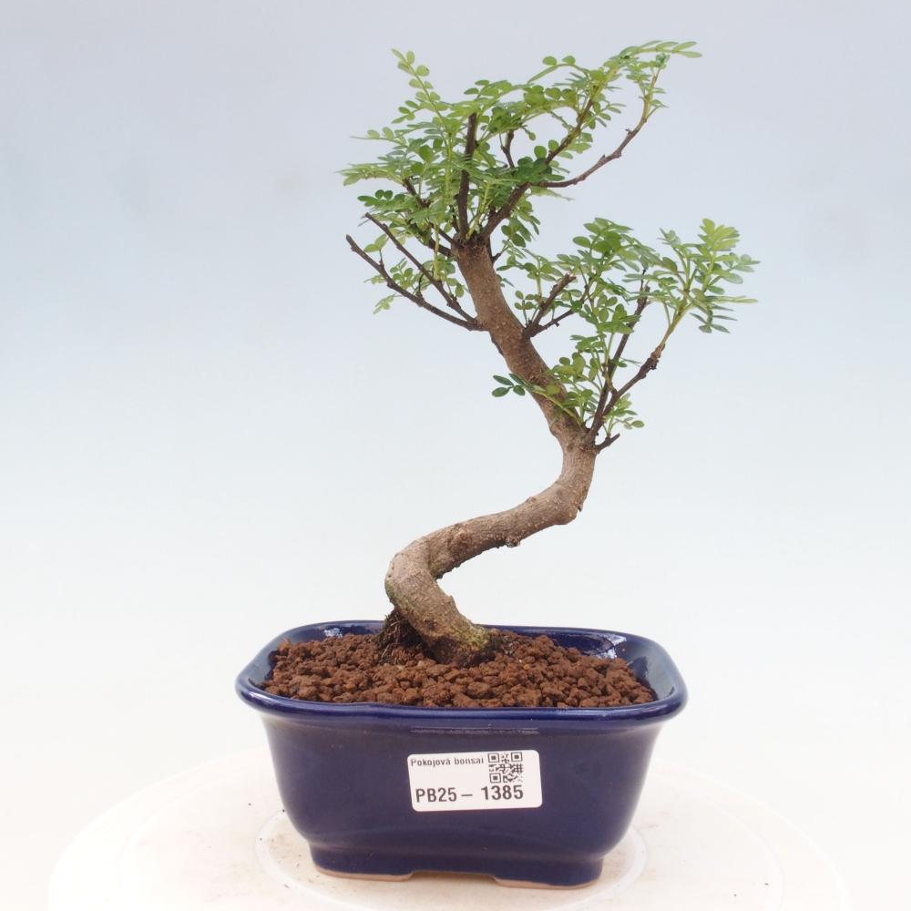 Kryty bonsai - Zantoxylum piperitum - Mięta pieprzowa