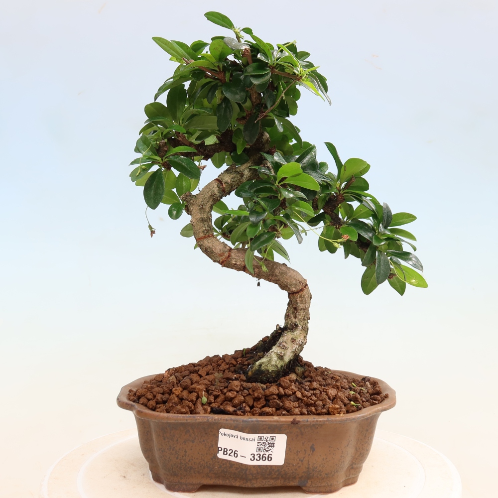 Bonsai pokojowe - Carmona macrophylla - Tea fuki