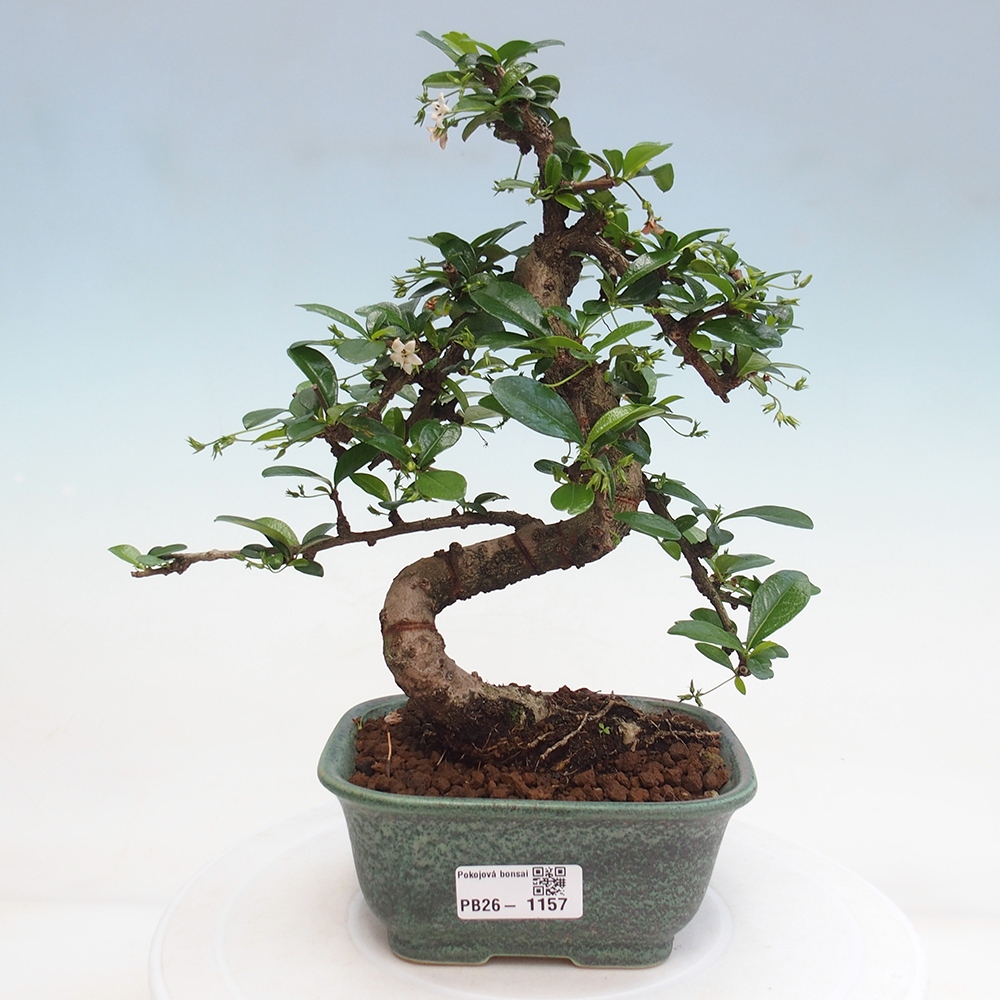 Bonsai pokojowe - Carmona macrophylla - Tea fuki