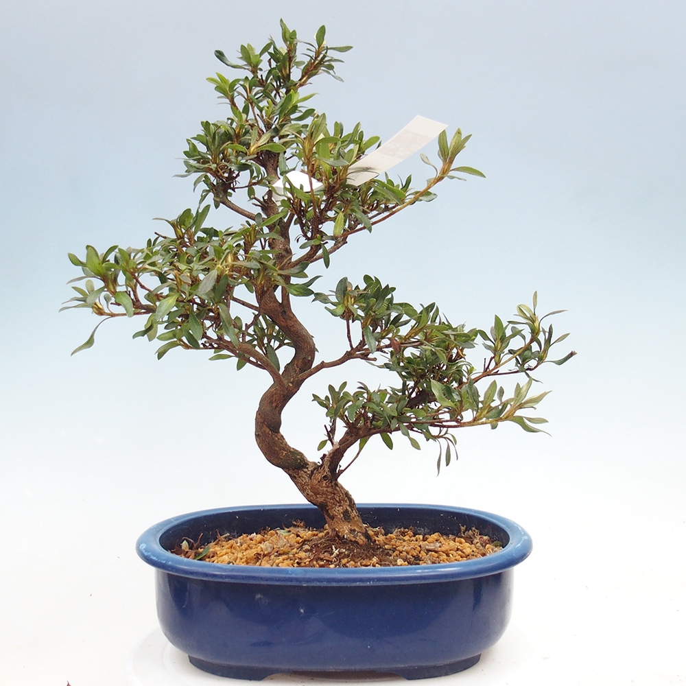 Bonsai zewnętrzne - Azalia japońska - Azalia CHIHIRO