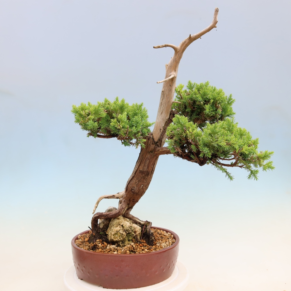 Bonsai ogrodowe – Juniperus squamata – Jałowiec łuskowaty