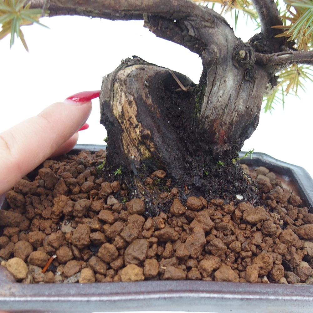 Outdoor bonsai - Juniper rigida - Juniperus rigida