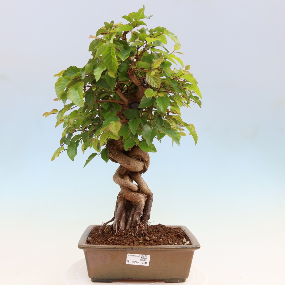 Outdoor bonsai - Carpinus coreana - grab koreański