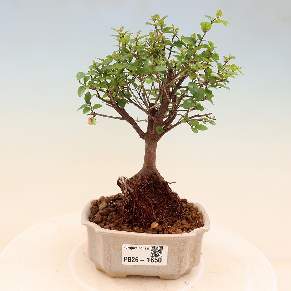 Bonsai pokojowe - Sageretia thea - Sageretia thea