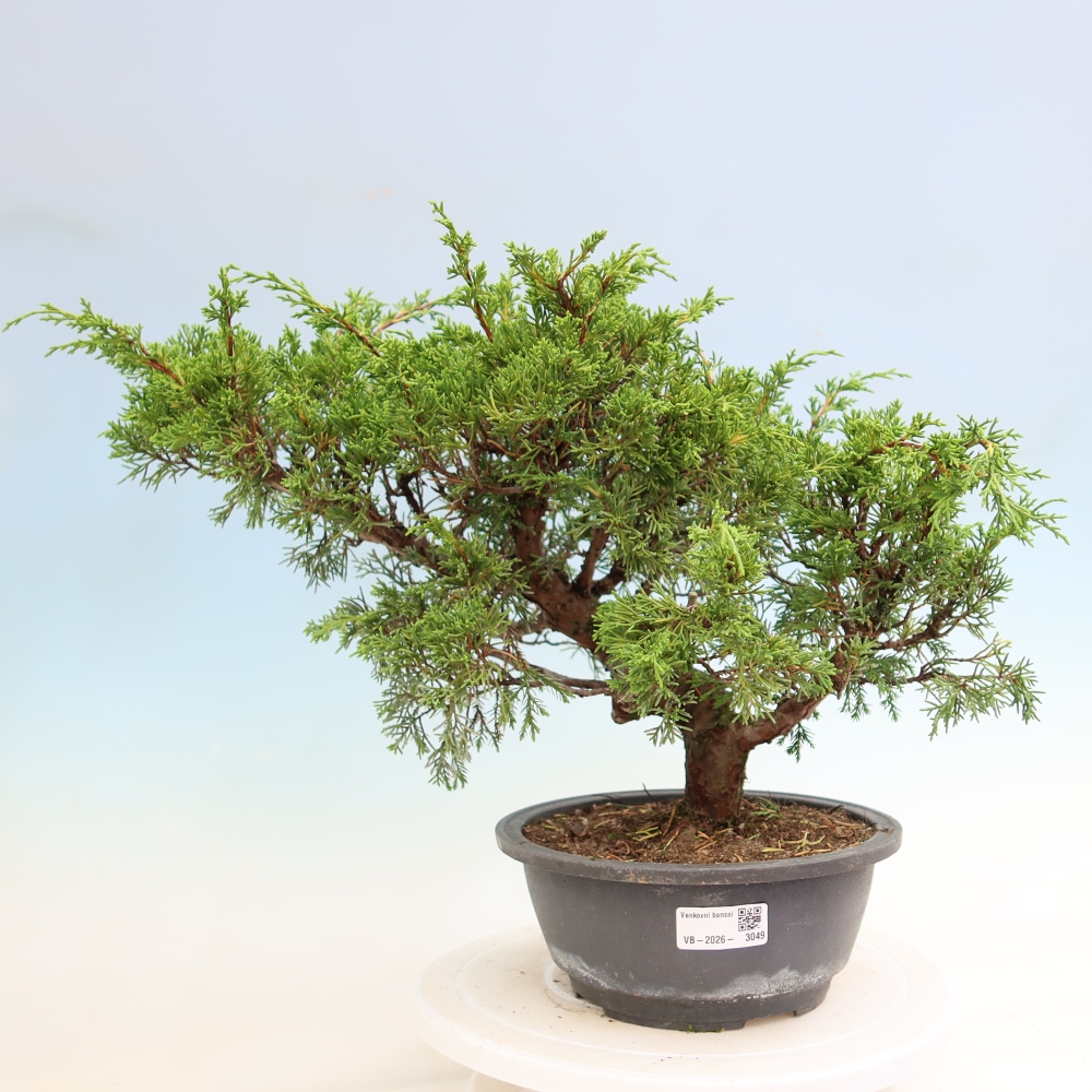 Bonsai ogrodowe – Juniperus chinensis Itoigawa – jałowiec chiński