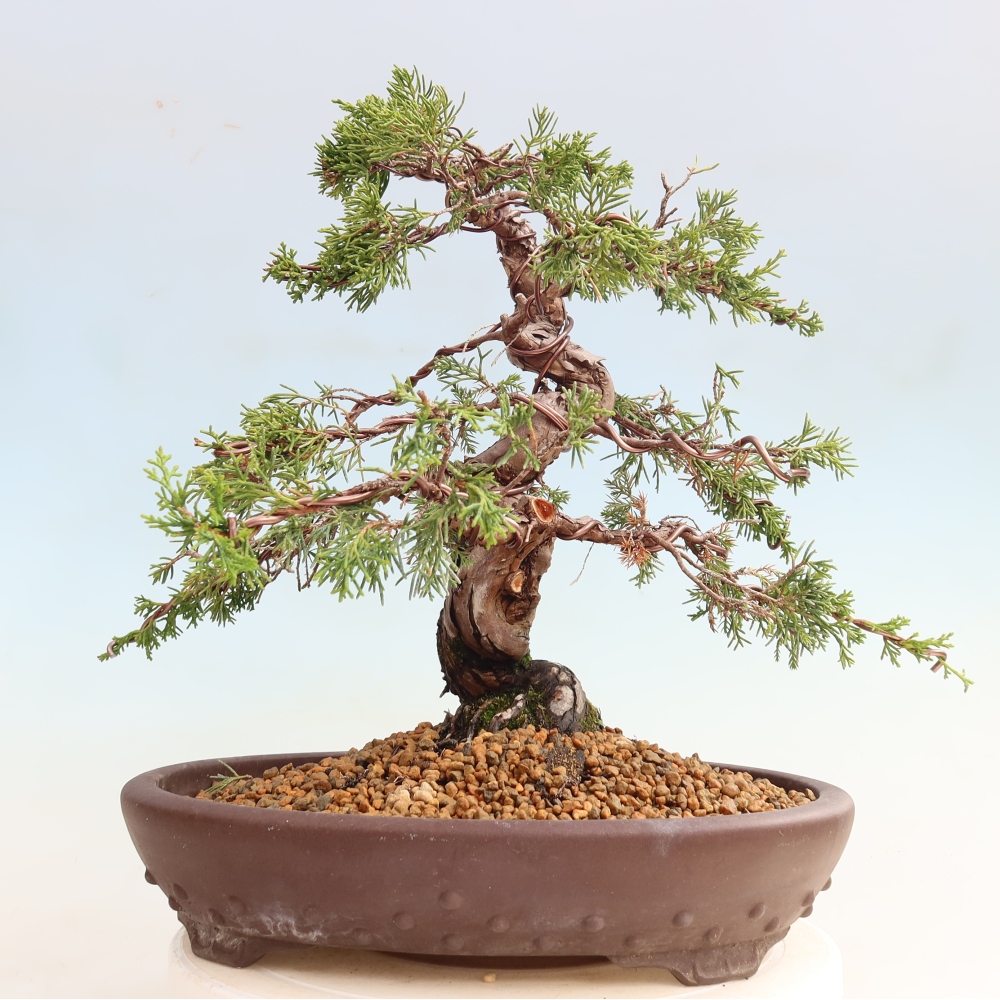 Bonsai ogrodowe – Juniperus chinensis Itoigawa – jałowiec chiński