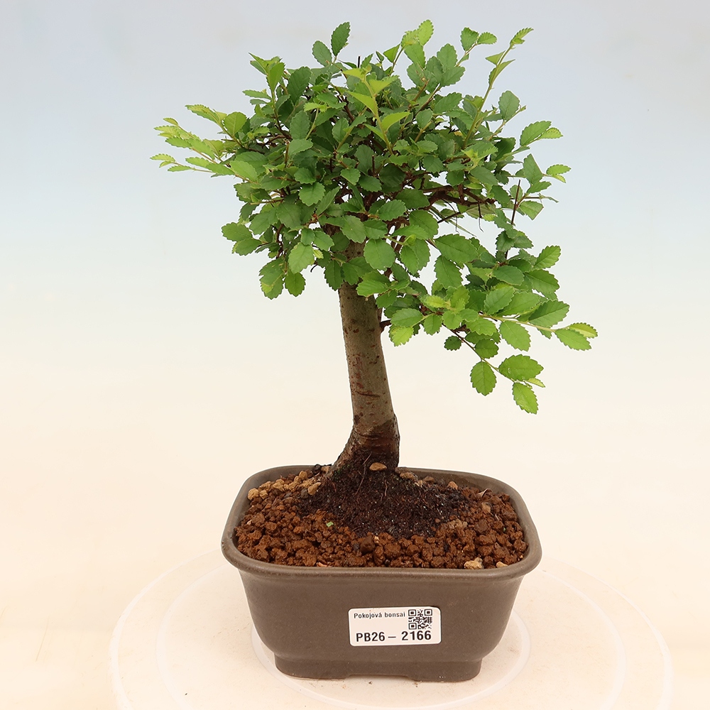 Pokój bonsai - Ulmus parvifolia - Wiąz drobnolistny
