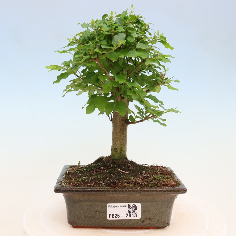Pokój bonsai - Ligustrum chinensis - Dziób ptaka