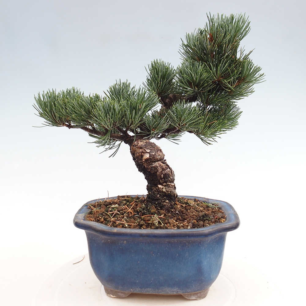 Outdoor bonsai - Pinus parviflora - Mała sosna