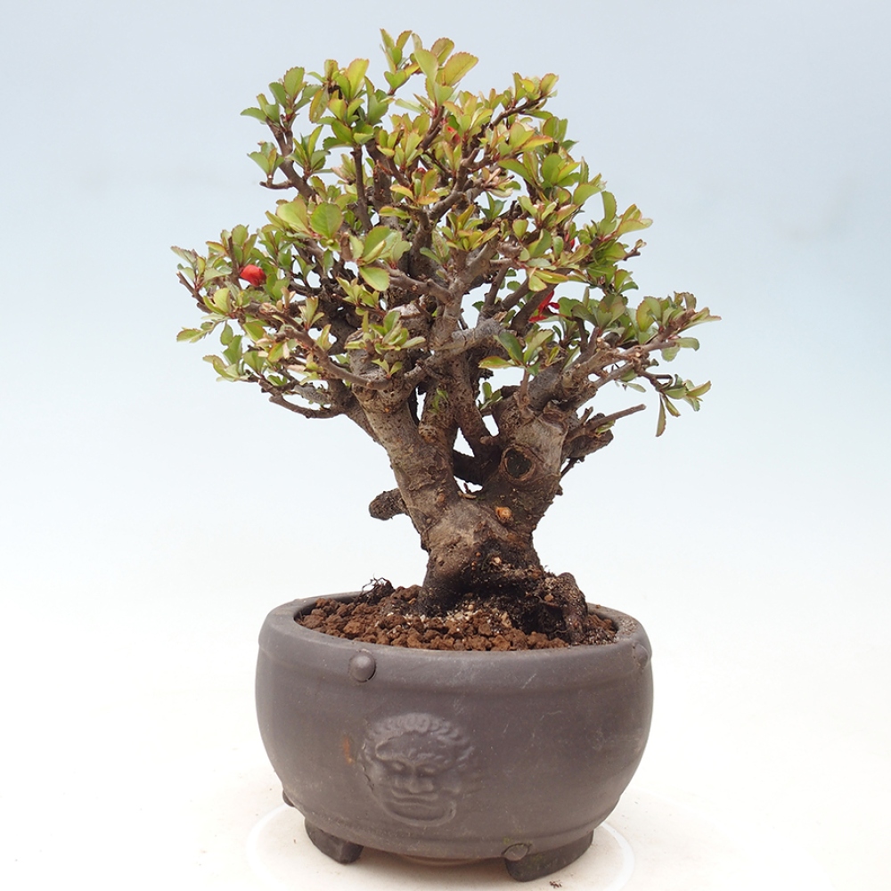 Bonsai zewnętrzne - Chaneomeles speciosa - Pigwa