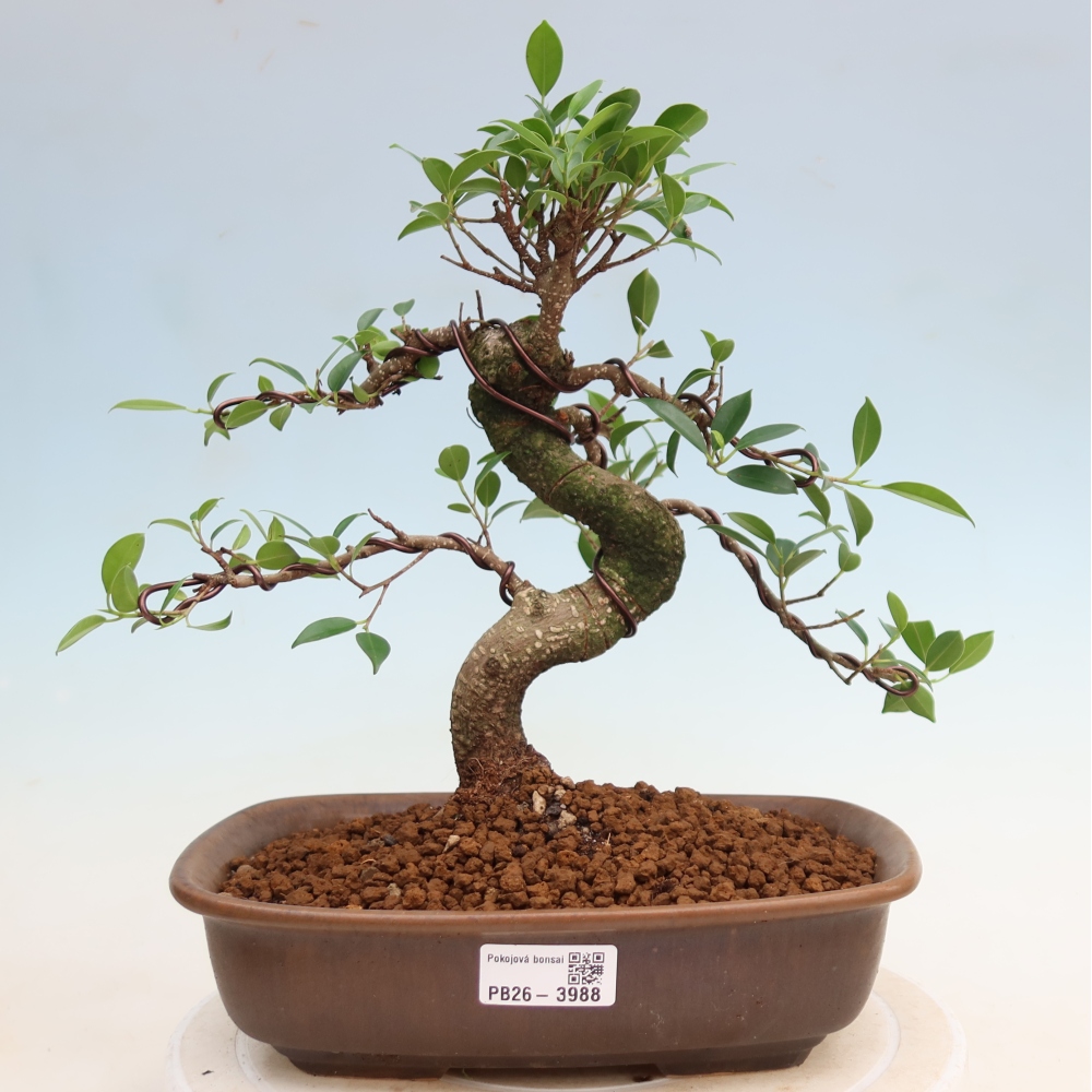 Pokój bonsai - Ficus kimmen - figowiec drobnolistny