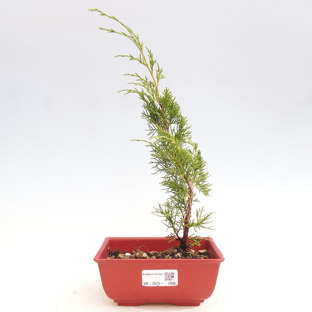 Outdoor bonsai - Juniperus chinensis Itoigawa - Jałowiec chiński