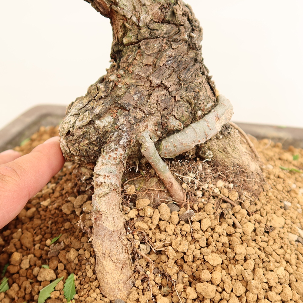 Bonsai na świeżym powietrzu - Zelkova - Zelkova NIRE