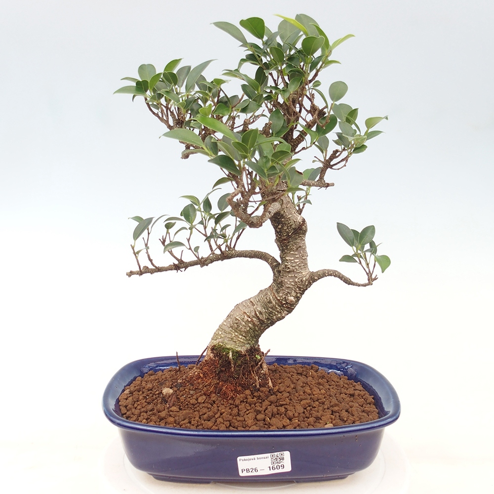 Pokój bonsai - Ficus kimmen - figowiec drobnolistny