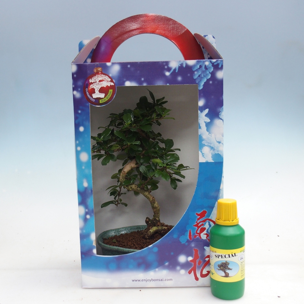 Bonsai pokojowe w pudełku upominkowym Carmona microphylla - Tea fuki