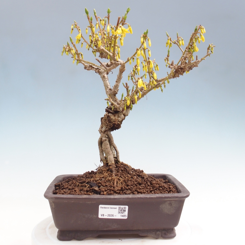 Outdoor bonsai - Zlatice - Forsycja koreańska