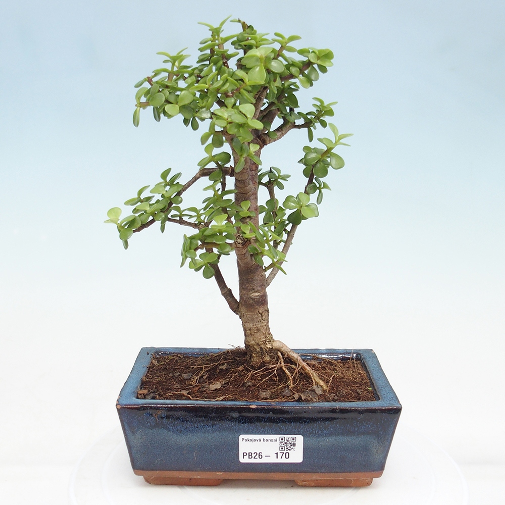 Pokój bonsai - Portulakaria Afra - Tlustice