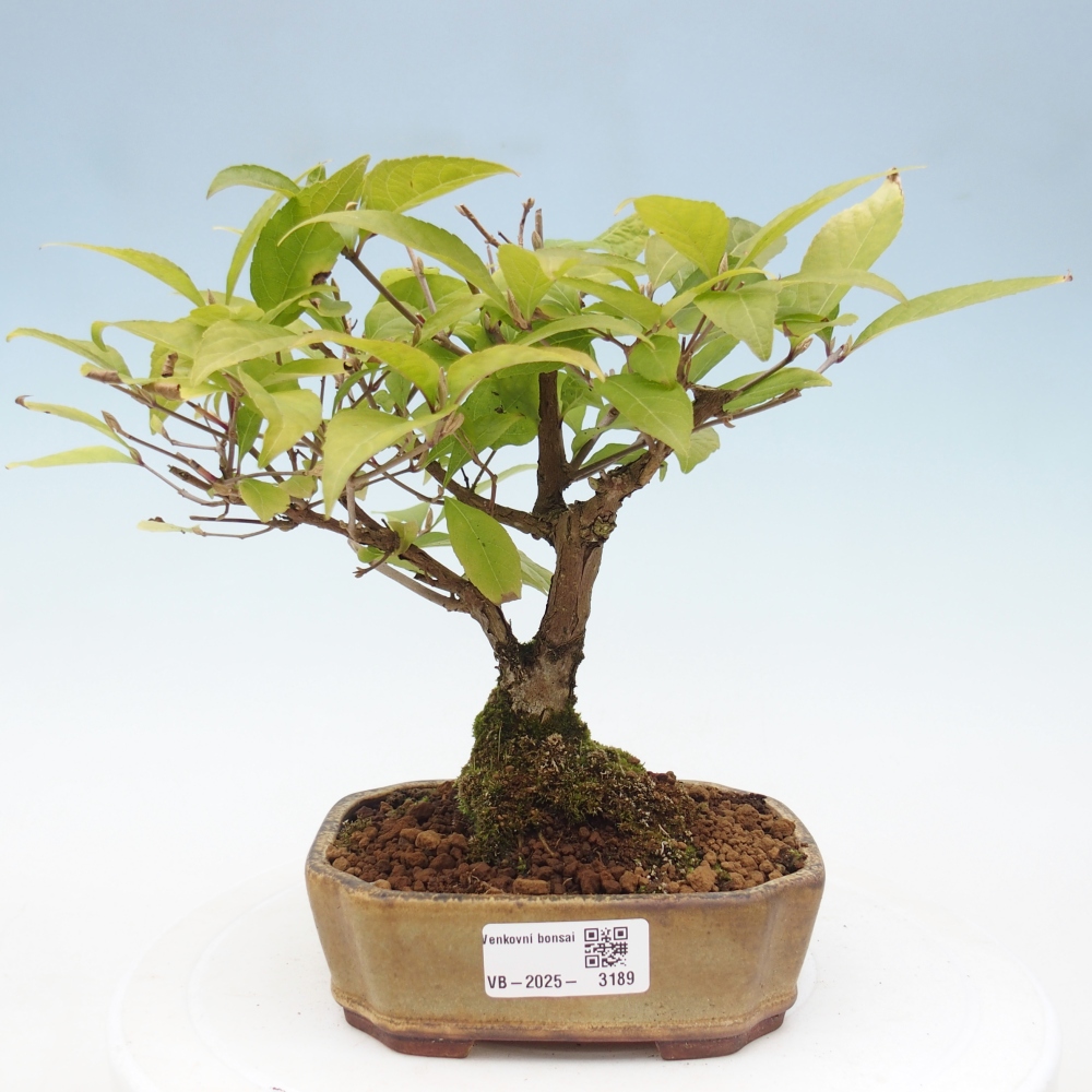 Outdoor bonsai - callicarpa jap Leucocarpa