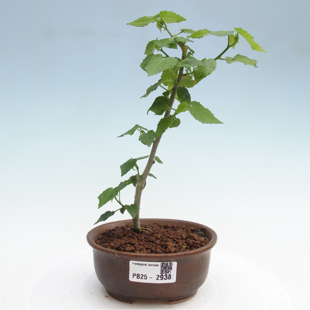 Kryte bonsai - Malvaviscus arboreus - hibiskus drzewny