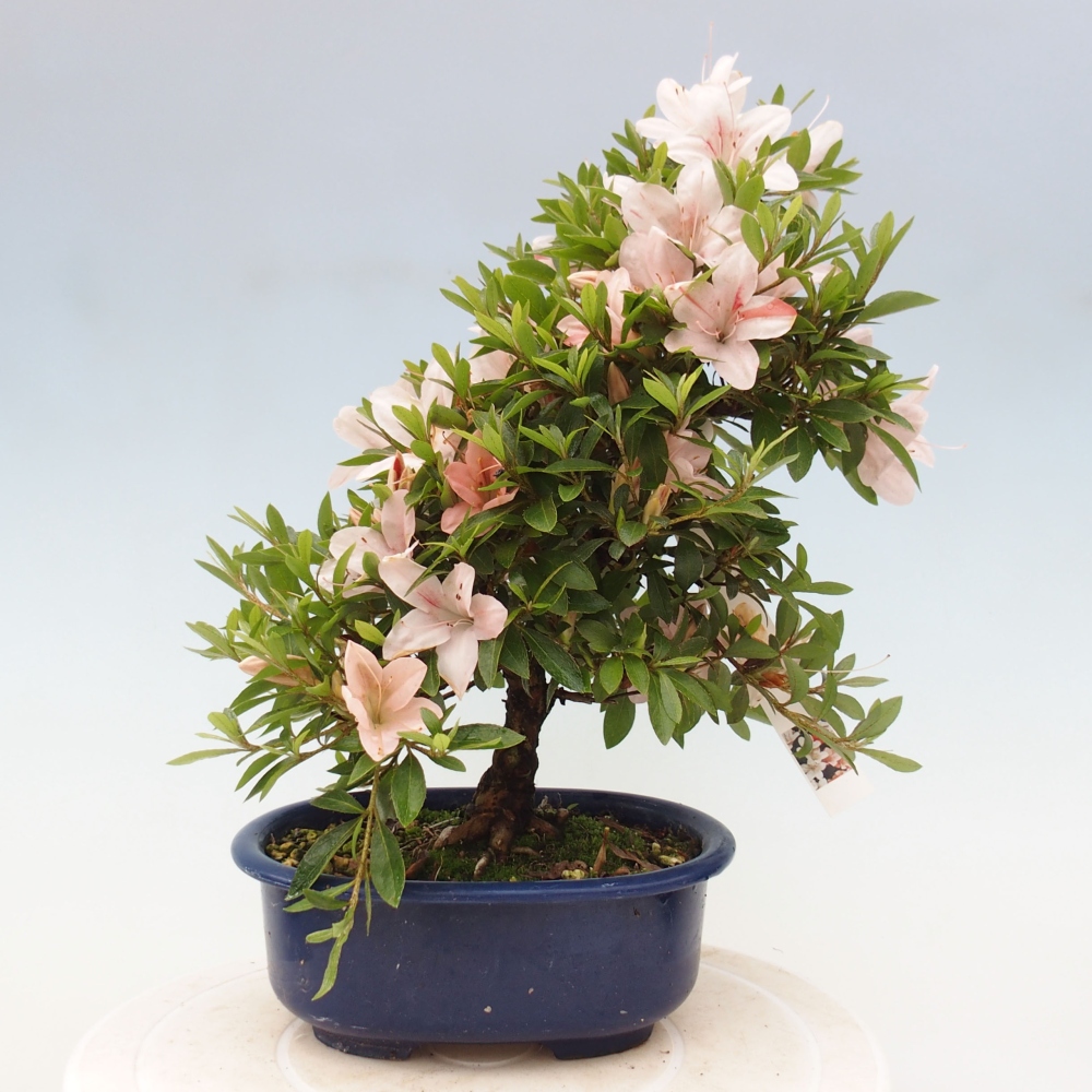 Bonsai ogrodowe - azalia japońska - Azalea Nikko