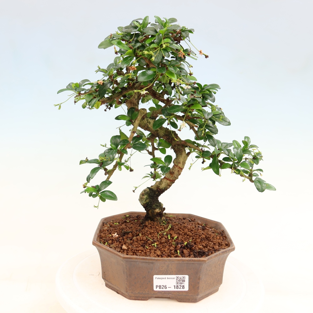 Bonsai pokojowe - Carmona macrophylla - Tea fuki