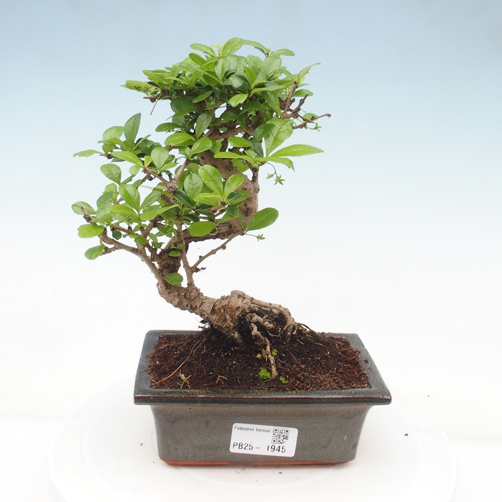 Bonsai wewnętrzne - Carmona makrophylla - Herbata Fuki