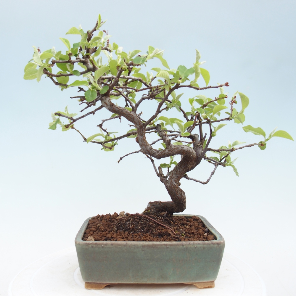 Bonsai zewnętrzne - Chaneomeles chinensis