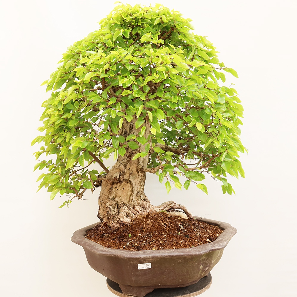 Bonsai plenerowe - Carpinus Coreana - grab koreański