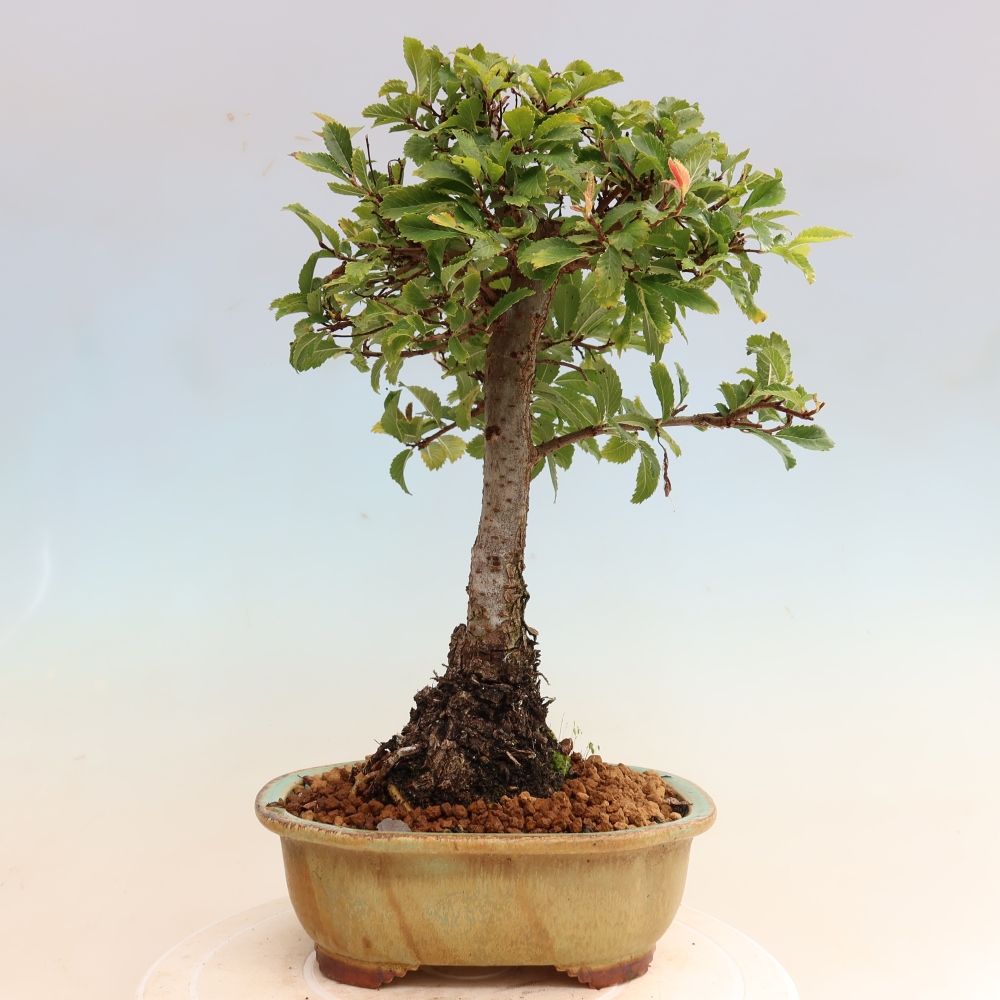 Bonsai zewnętrzne - Zelkova - Zelkova NIRE