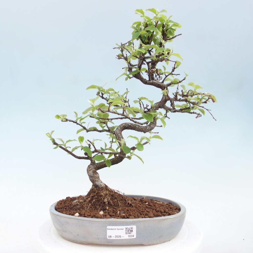 Bonsai zewnętrzne - Chaneomeles chinensis