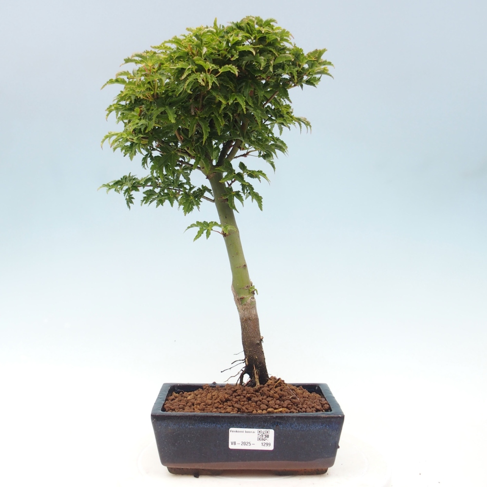 Bonsai zewnętrzne - klon Acer palmatum Shishigashira