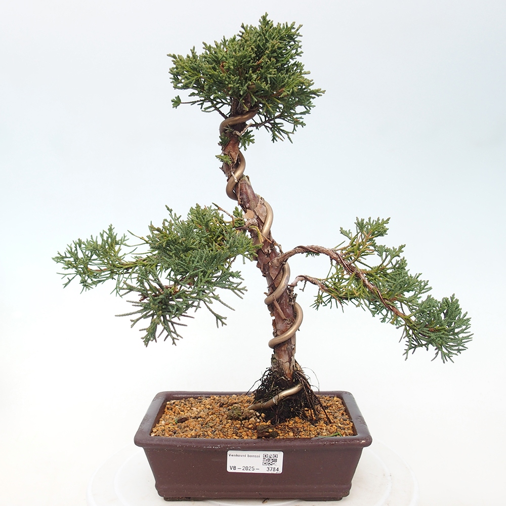 Outdoor bonsai - Juniperus chinensis Kishu