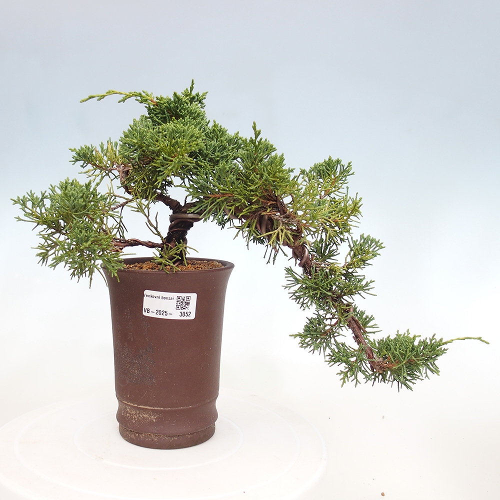 Bonsai zewnętrzne - Juniperus chinensis Kishu - Jałowiec chiński