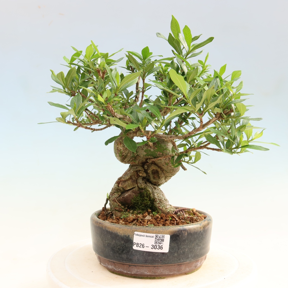 Bonsai pokojowe – Gardenia jasminoides – Gardenia