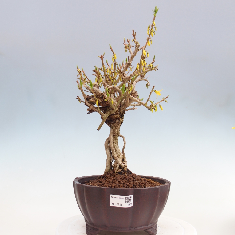 Outdoor bonsai - Zlatice - Forsycja koreańska