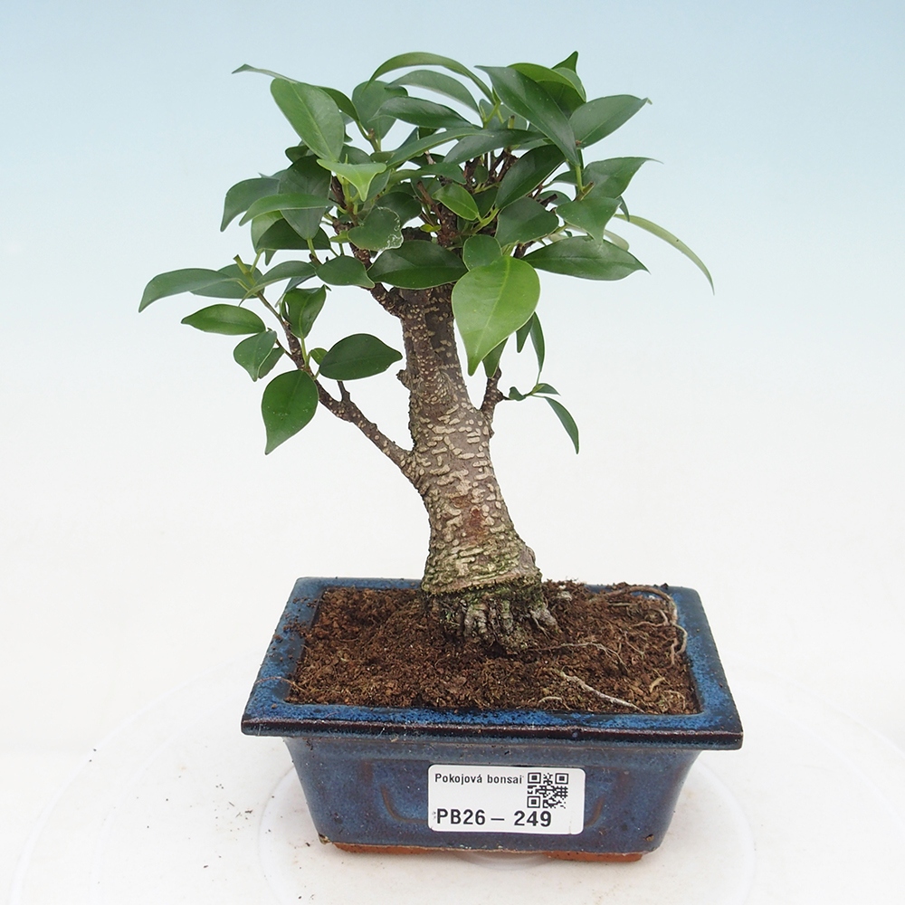 Pokój bonsai Ficus retusa kimmen
