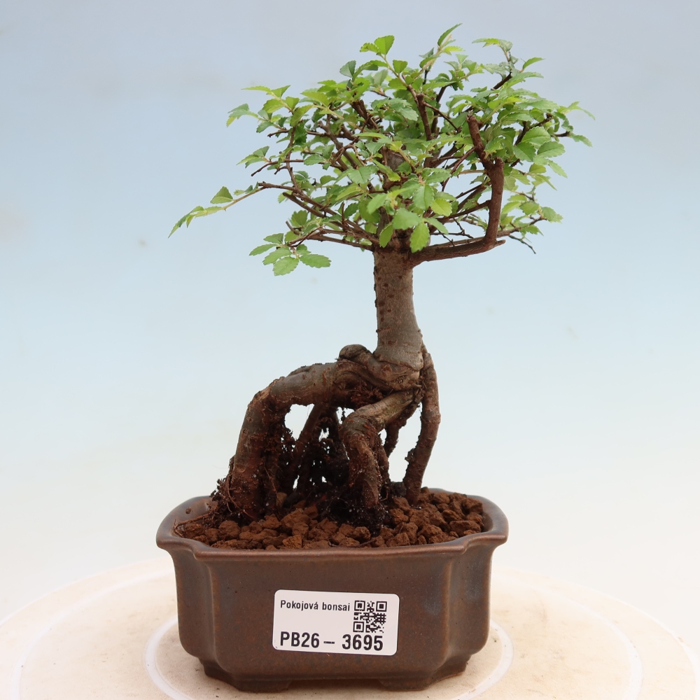 Pokój bonsai - Ulmus parvifolia - Wiąz drobnolistny