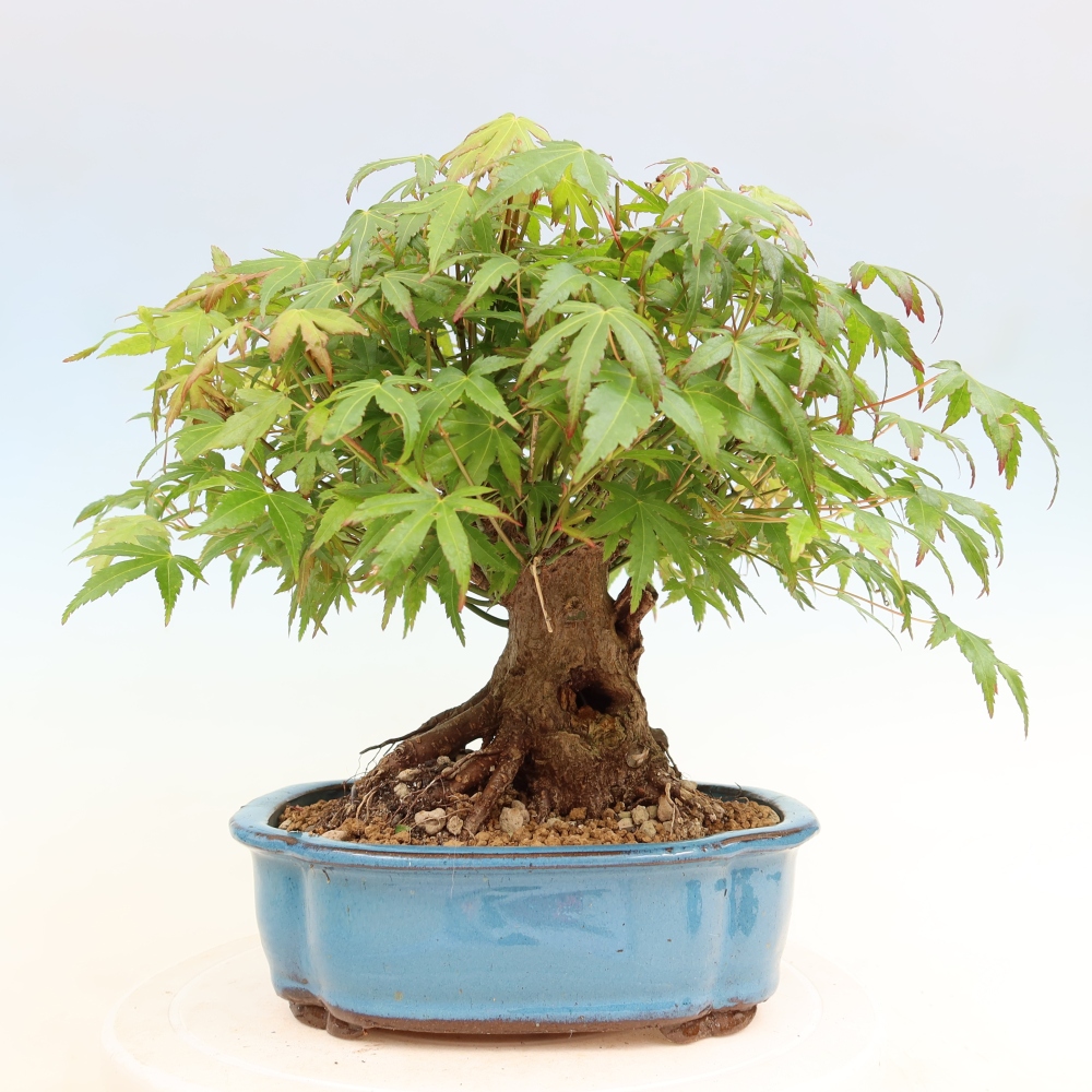 Outdoor bonsai - Klon burgeryjski - Acer burgerianum
