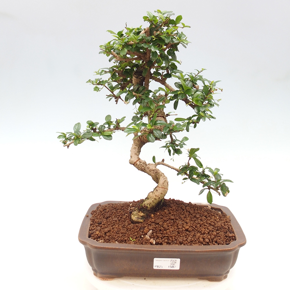 Pokój bonsai - Carmona macrophylla - Tea fuki