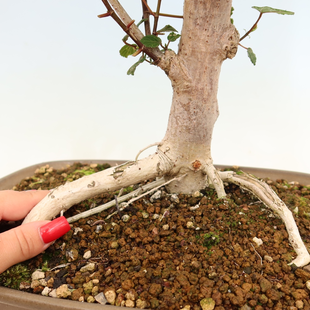 Bonsai domowe - Hibiscus tiliaceus - Hibiskus morski