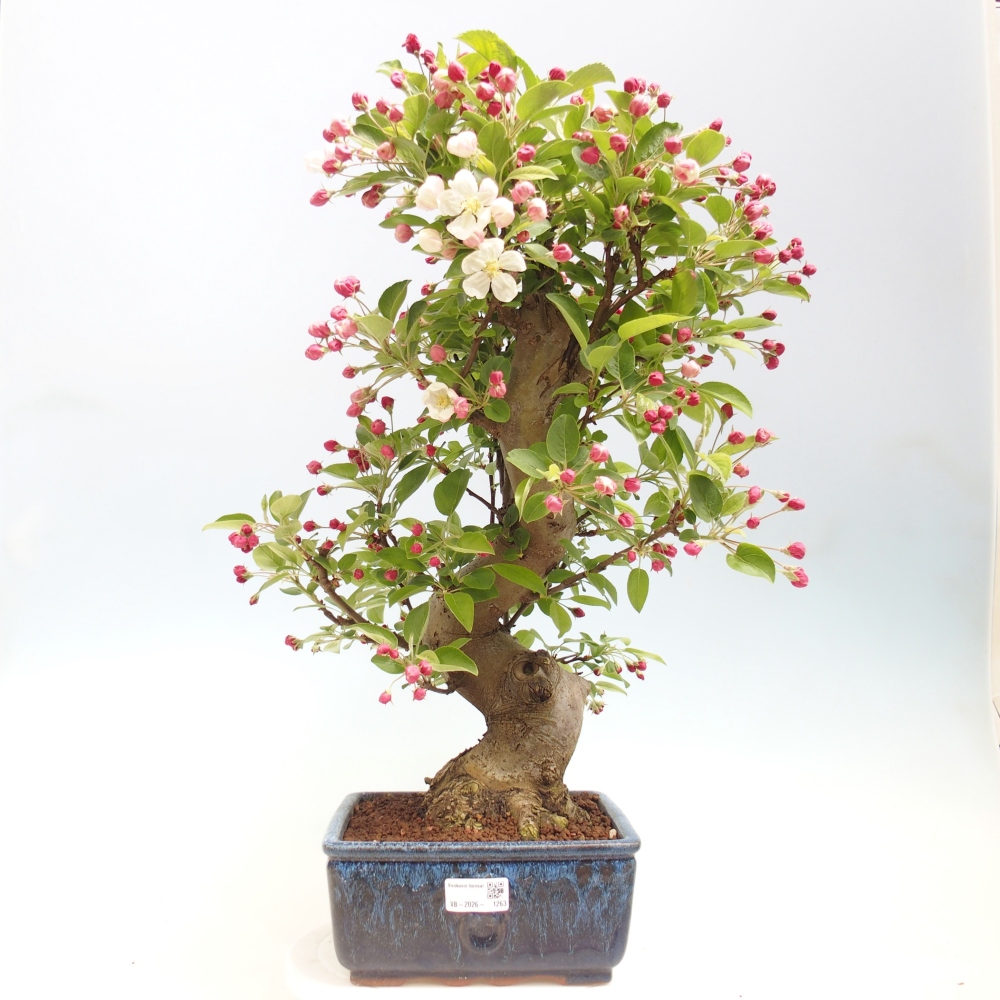 Outdoor bonsai - Malus halliana - Jabłoń drobnoowocowa