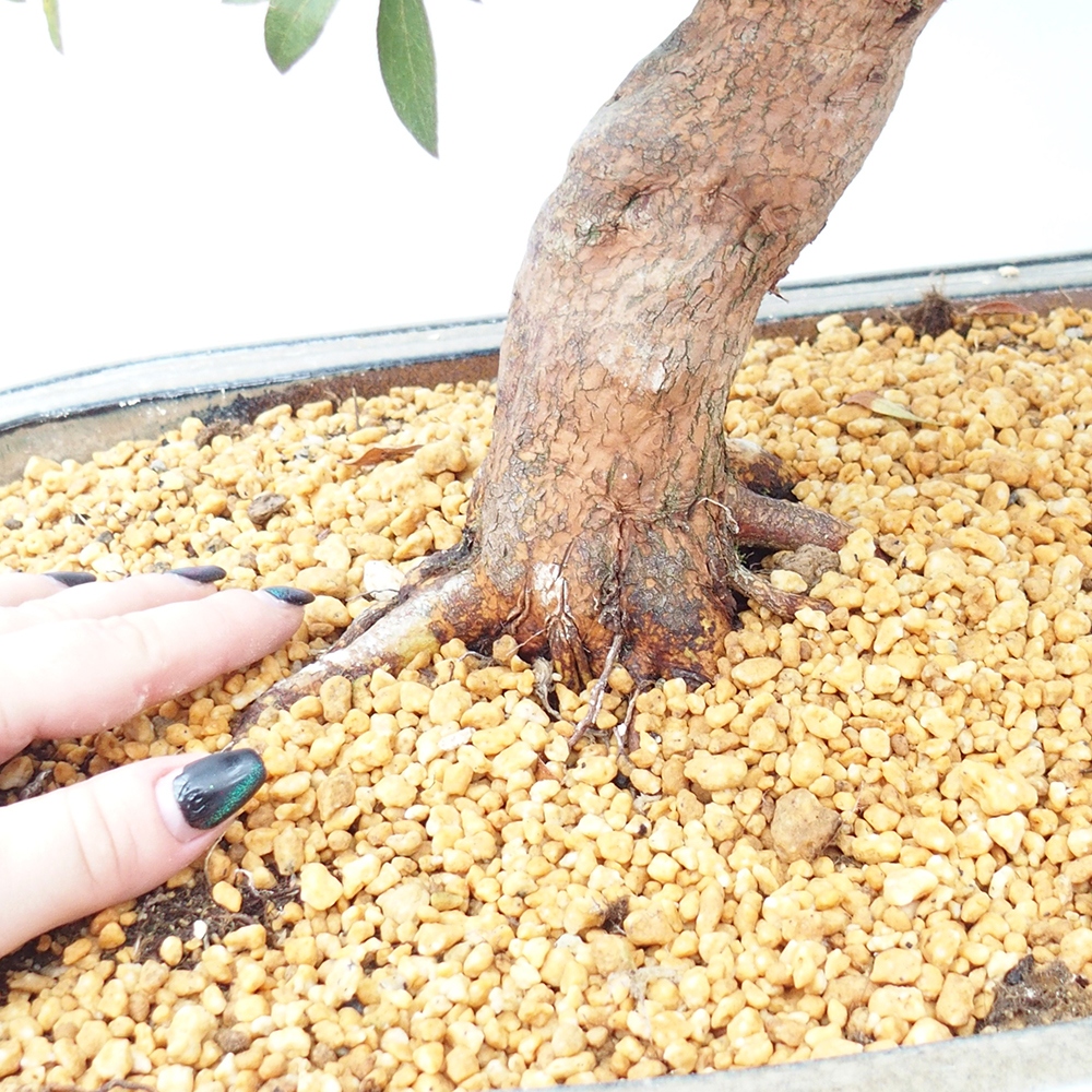 Outdoor bonsai - Azalia japońska - Azalia Haruurara
