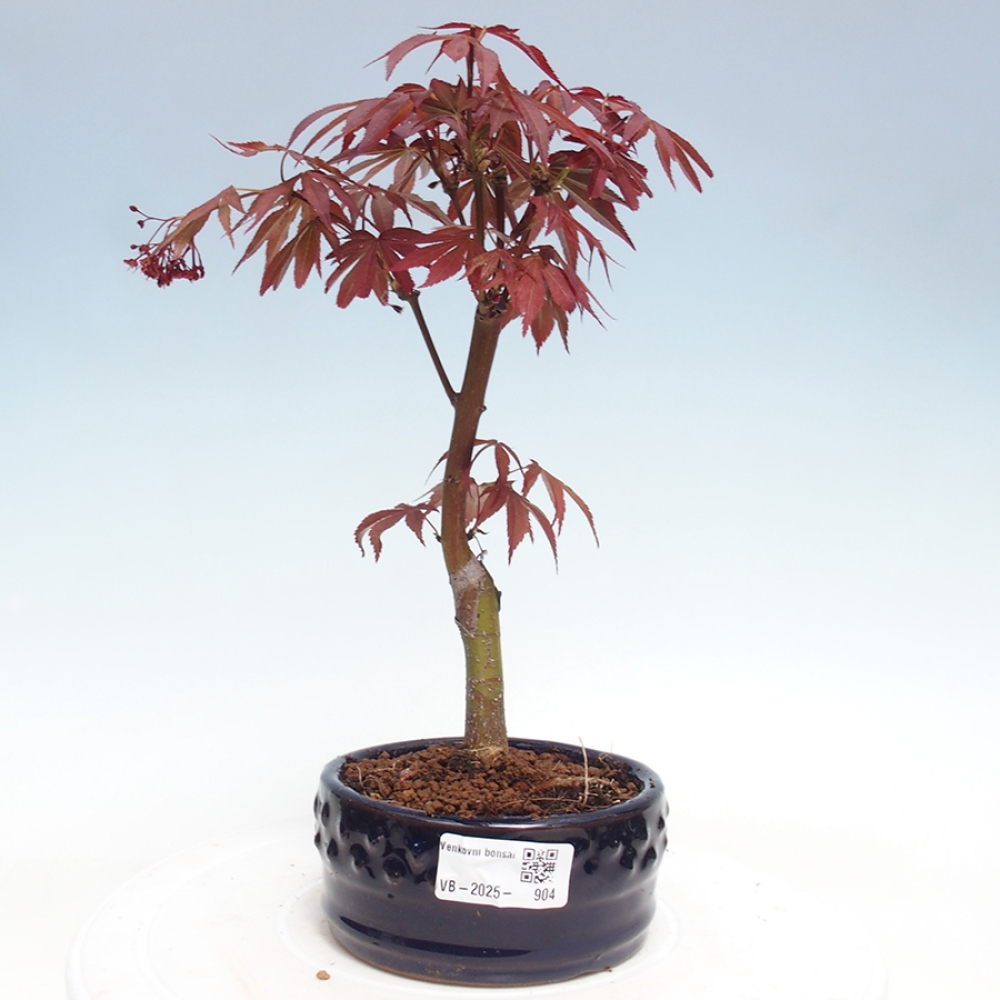 Bonsai zewnętrzne - palma Acer. Klon Atropurpureum-Palmleaf