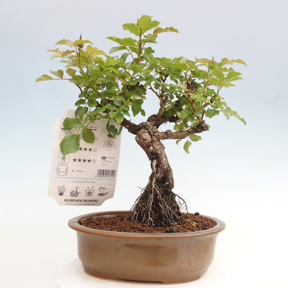 Bonsai na zewnątrz - Rosa Kordes - róża 
