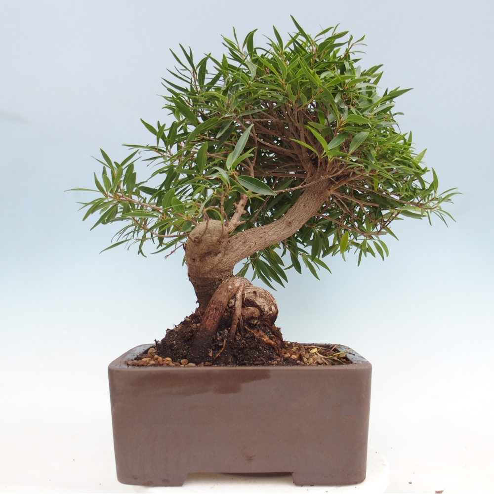 Pokój bonsai - Ficus nerifolia - figowiec drobnolistny