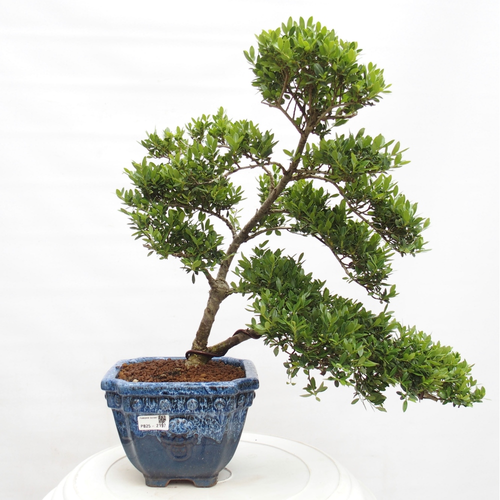 Kryty bonsai - Ilex crenata - Holly