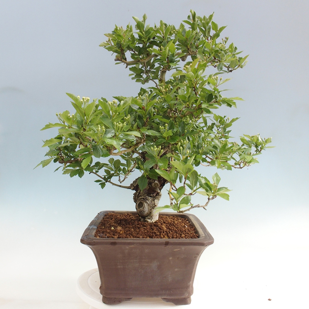 Outdoor bonsai - głóg - Crataegus cuneata